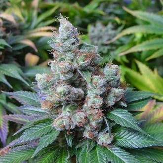 SomaRi (Soma Seeds) feminisiert SomaRi (Soma Seeds) feminisiert