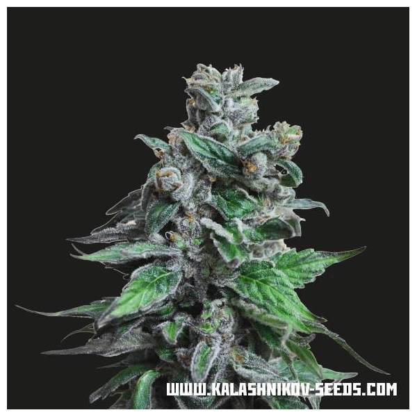 Moscow Blueberry (Kalashnikov Seeds) feminisiert