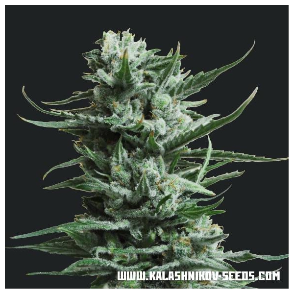 Siberian Haze (Kalashnikov Seeds) feminisiert