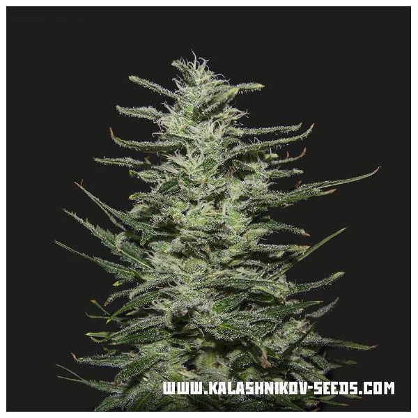 Amnesia Molotov (Kalashnikov Seeds) feminisiert