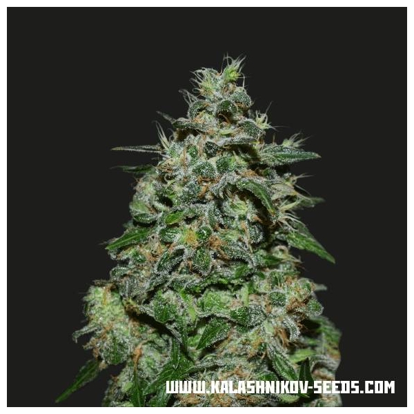 AK Kush Express (Kalashnikov Seeds) Feminisiert