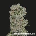 White Critical Express (Kalashnikov Seeds) feminisiert