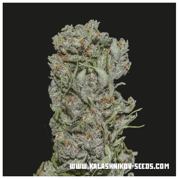 White Critical Express (Kalashnikov Seeds) feminisiert
