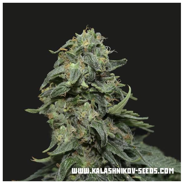 Kabul Express (Kalashnikov Seeds) feminisiert