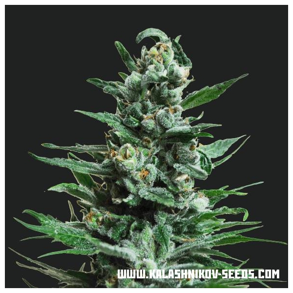 Moscow Blueberry Auto (Kalashnikov Seeds) Feminisiert