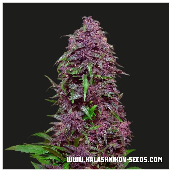 Purple Mazar Auto (Kalashnikov Seeds) Feminisiert