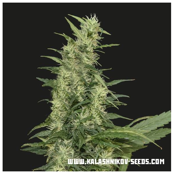 Amur Giant Auto (Kalashnikov Seeds) feminisiert