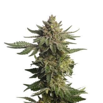 Green Magic (Amsterdam Genetics) Feminisiert