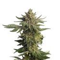 Green Magic (Amsterdam Genetics) Feminisiert