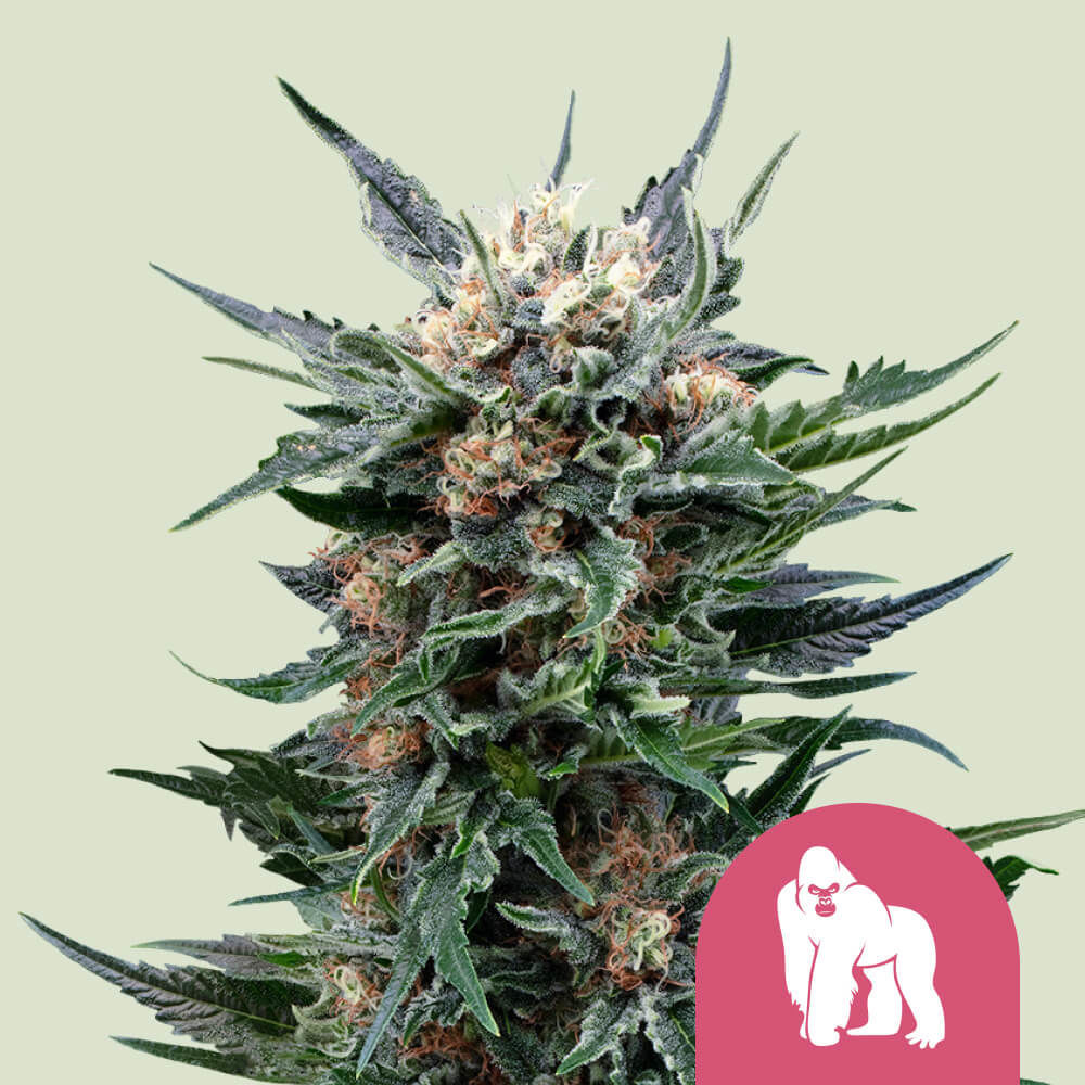 Royal Gorilla Feminisiert (Sweet Seeds)