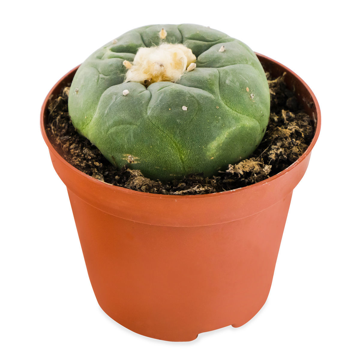 Lophophora decipiens Peyote kaufen | Zamnesia