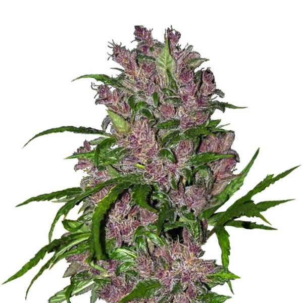 Purple Bud Feminisiert (Pev Grow)