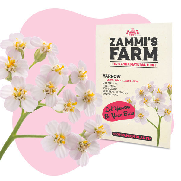 Buddy Mix Pack VERTEIDIGUNG