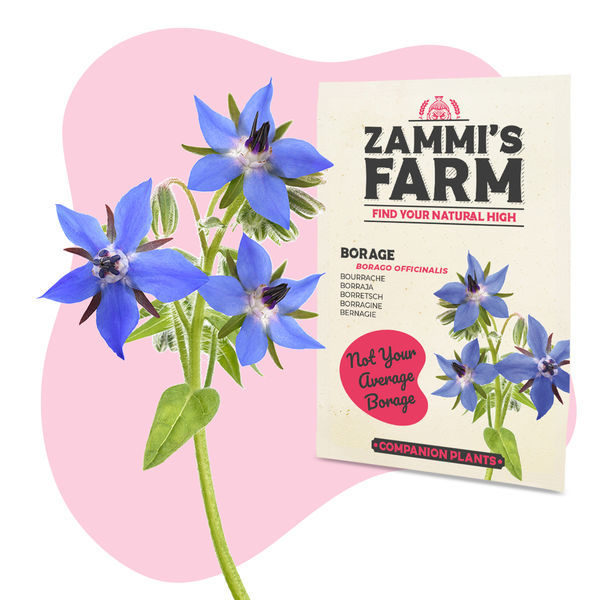 Buddy Mix Pack NÄHRSTOFFE