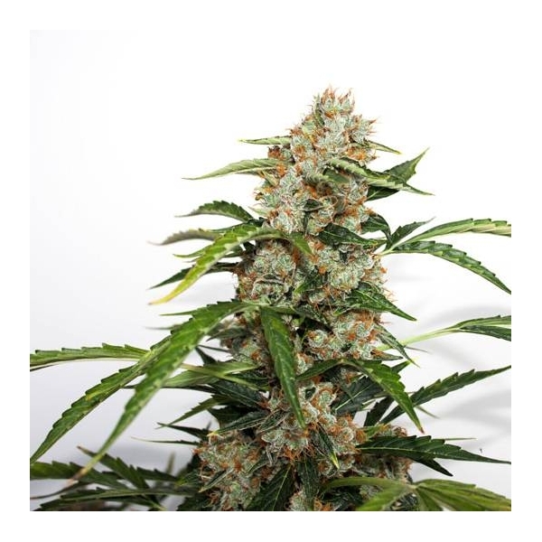 Auto Orange Bud (Dutch Passion) feminisiert