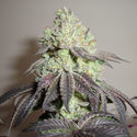 Girl Scout Cookies (Zamnesia Seeds) Feminisiert