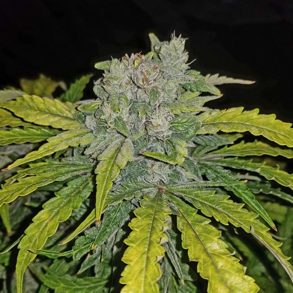 CBD Auto 1:1 (FastBuds) feminisiert