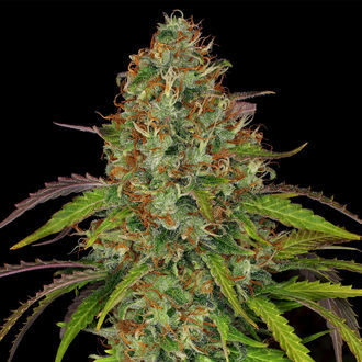 Lemon Power Haze (Zamnesia Seeds), feminisiert