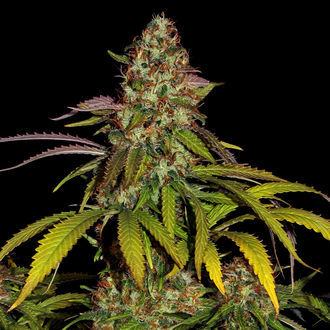 Lemon Power Haze (Zamnesia Seeds), feminisiert