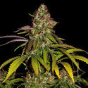 Lemon Power Haze (Zamnesia Seeds), feminisiert