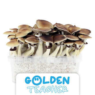Zamnesia Zuchtset 'Golden Teacher' Zamnesia Zuchtset 'Golden Teacher'