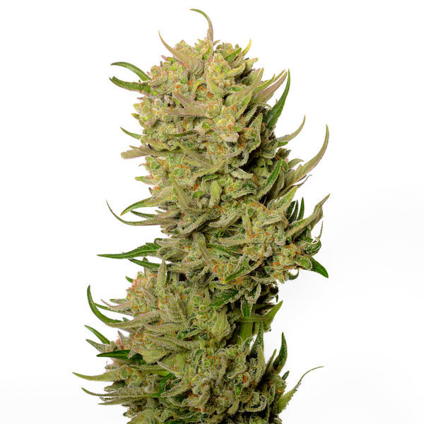 AK-020 Autoflower (Amsterdam Genetics) feminisiert