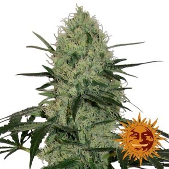 Tangerine Dream Auto (Barney's Farm) feminisiert Tangerine Dream Auto (Barney's Farm) feminisiert