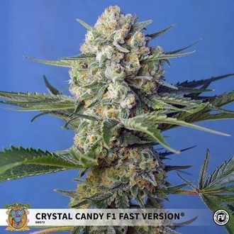 Crystal Candy F1 Fast Version (Sweet Seeds) feminisiert Crystal Candy F1 Fast Version (Sweet Seeds) feminisiert