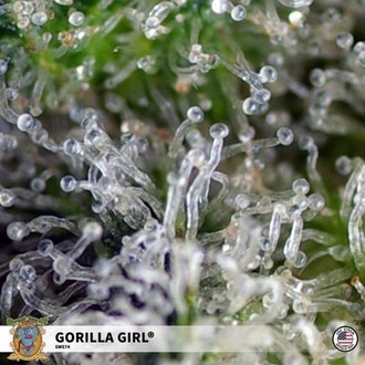 Gorilla Girl (Sweet Seeds) feminisiert