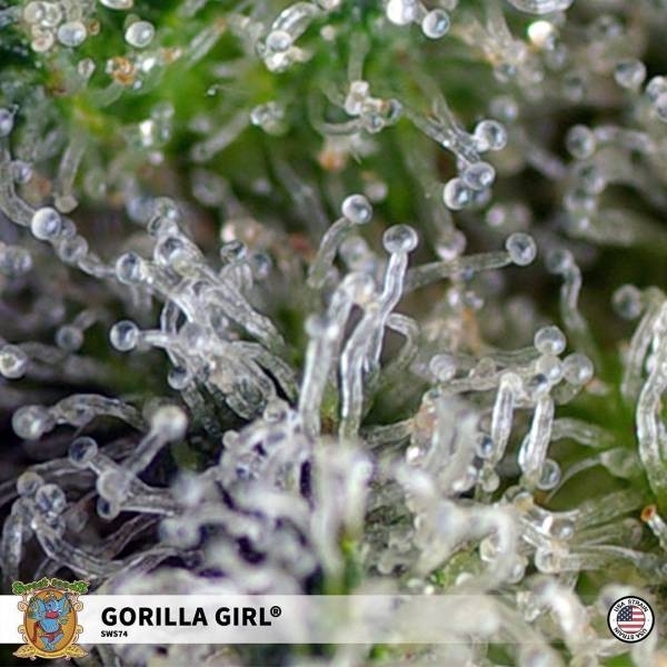 Gorilla Girl (Sweet Seeds) feminisiert