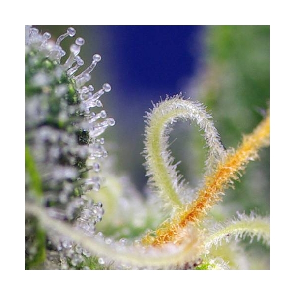 Honey Peach Auto CBD (Sweet Seeds) feminisiert