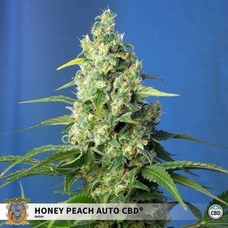 Honey Peach Auto CBD (Sweet Seeds) feminisiert Honey Peach Auto CBD (Sweet Seeds) feminisiert