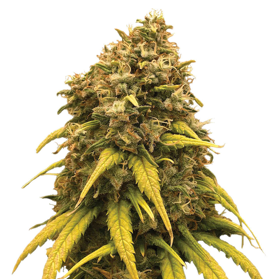 Big Detroit Energy R1 Feminisiert (Ethos Genetics)