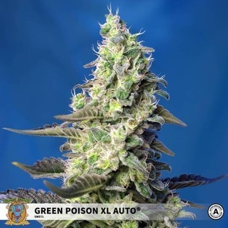 Green Poison XL Auto (Sweet Seeds) feminisiert Green Poison XL Auto (Sweet Seeds) feminisiert