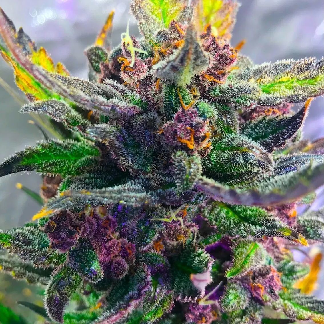 Strawberry Nuggets Auto (Mephisto Genetics)