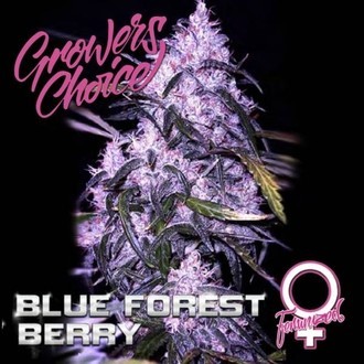 Blue Forest Berry (Growers Choice) feminisiert