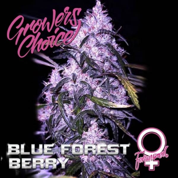 Blue Forest Berry (Growers Choice) feminisiert