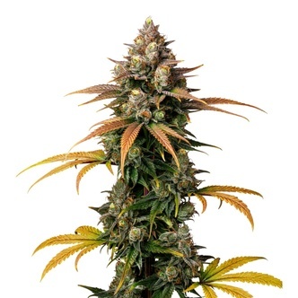 Brain Damage (Growers Choice) feminisiert