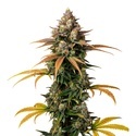 Brain Damage (Growers Choice) feminisiert