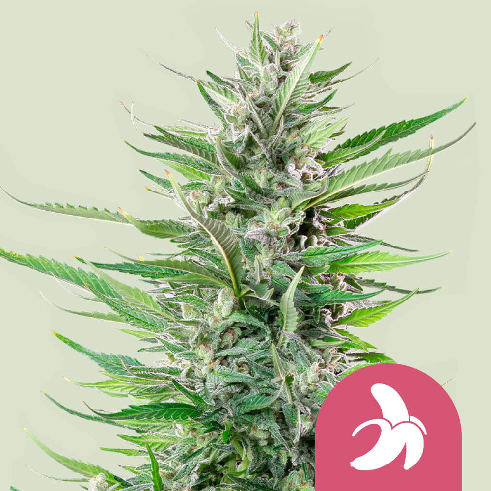 Fat Banana Feminisiert (Royal Queen Seeds)