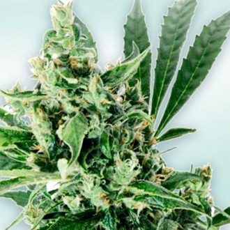 Atlant CBD (VIP Seeds) feminisiert Atlant CBD (VIP Seeds) feminisiert