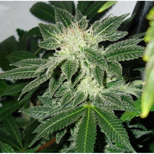 Black Widow (Mr. Nice) regular