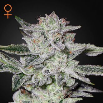 Sweet Valley Kush (Greenhouse Seeds) feminisiert Sweet Valley Kush (Greenhouse Seeds) feminisiert