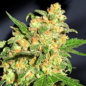Bruce Banner (BSB Genetics) feminisiert Bruce Banner (BSB Genetics) feminisiert