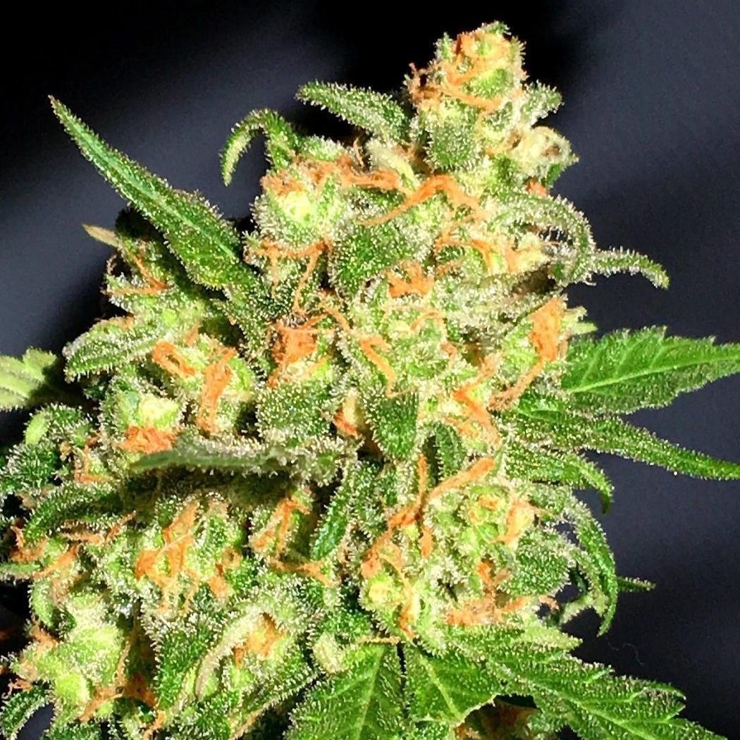 Bruce Banner Feminisiert (Dark Horse Genetics)