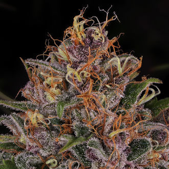 Kalini Asia (Zamnesia Seeds) feminisiert