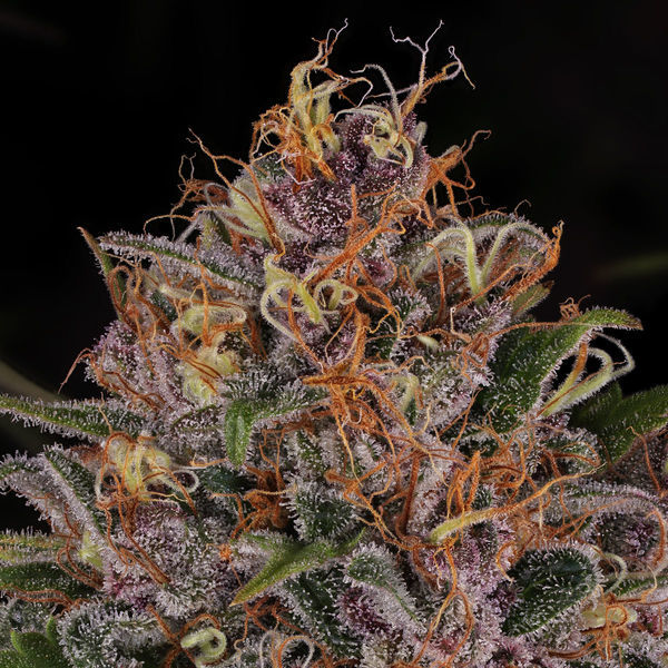 Kalini Asia (Zamnesia Seeds) feminisiert