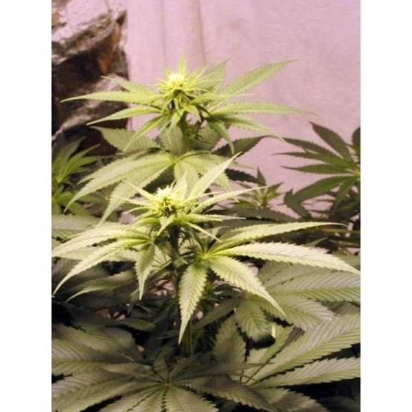 Early Queen (Mr. Nice) regular