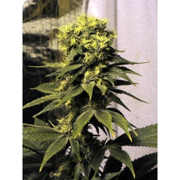 Early Queen (Mr. Nice) regular