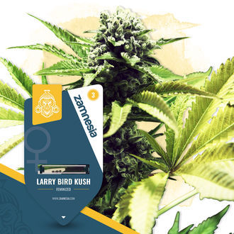 Larry Bird Kush (Zamnesia Seeds) feminisiert Larry Bird Kush (Zamnesia Seeds) feminisiert